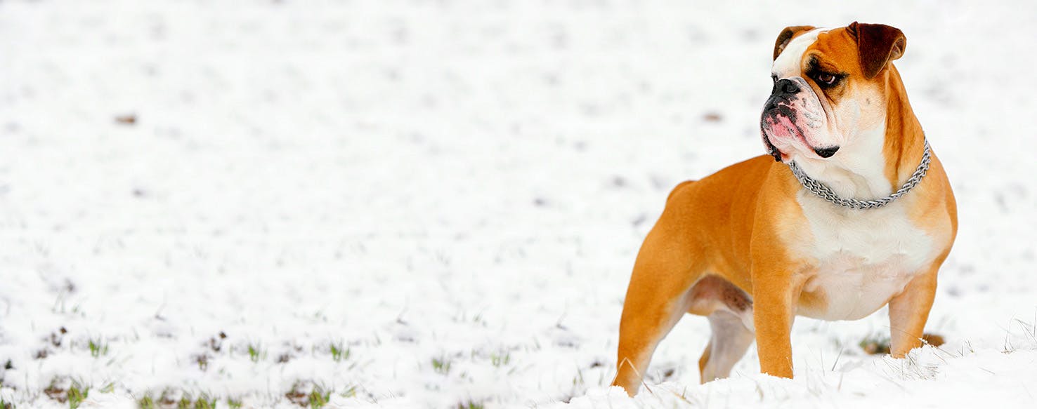 Astro City Inspired Dog Names Popular Male and Female Names Wag!